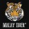 Malay Tiger